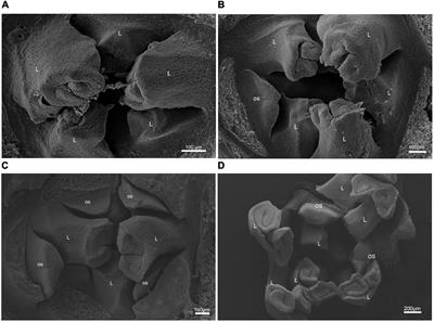 Temporal Dynamic Transcriptome Landscape Reveals Regulatory Network During the Early Differentiation of Female Strobilus Buds in Ginkgo biloba